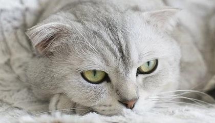 黑料吃瓜网：这次的猛力出击，整条内容的走向都很满，令人耳目一新